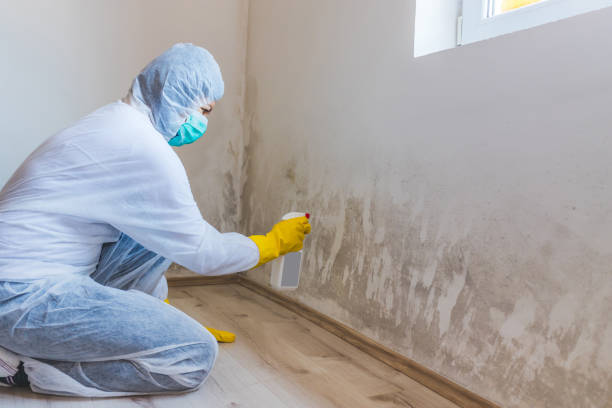 Licensed Commercial Mold Remediation service in Worcester, MA - WQB Mold Removal